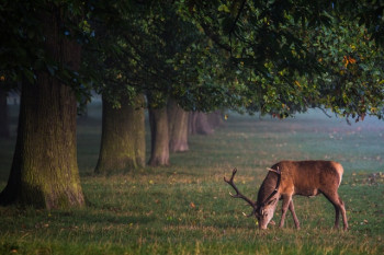 S1 E9 - Have you herd? Managing the deer in Phoenix Park with Andrew Ryan