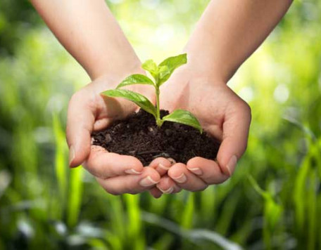 Earth 16 Sapling