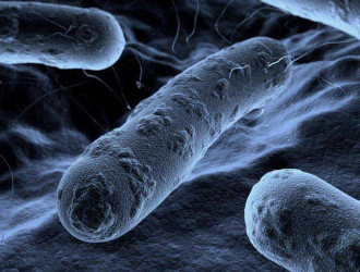 Body 02 Bacteria