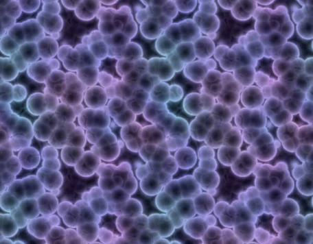 Body 08 Bacteria2